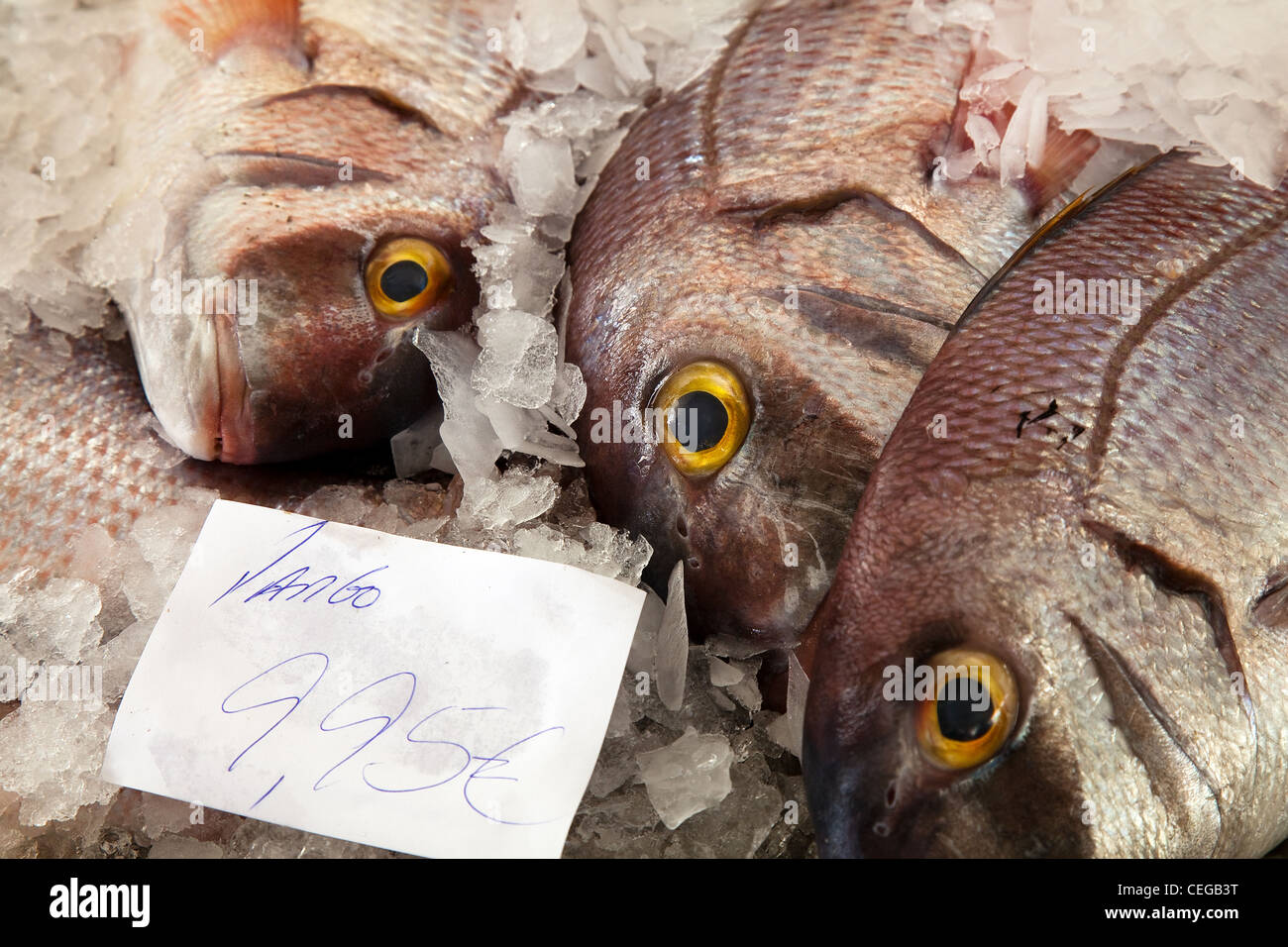 Madeira Fish on Crushed Ice on Market Stall in the Fish Market of Funchal, Portugal. Stock Photo