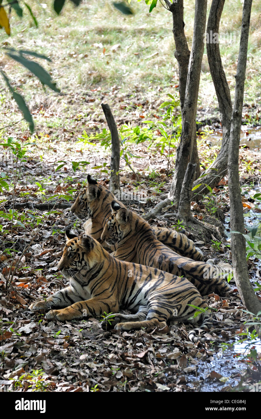 Little Rock Zoo Malayan tiger cub triplets turn one