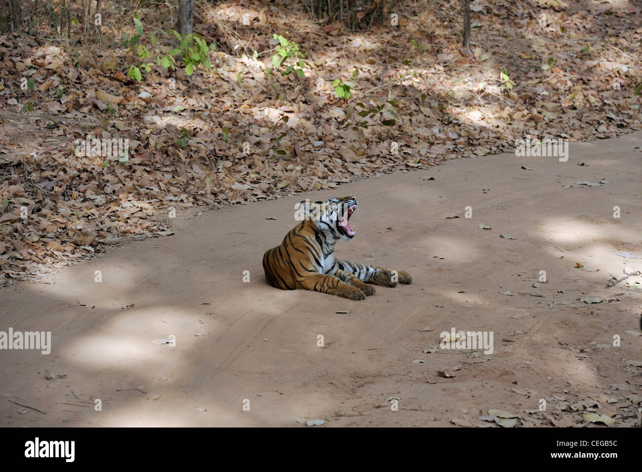 Bengal tiger cub (Panthera tigris) in Bandhavgarh National Park, Madhya Pradesh, India Stock Photo