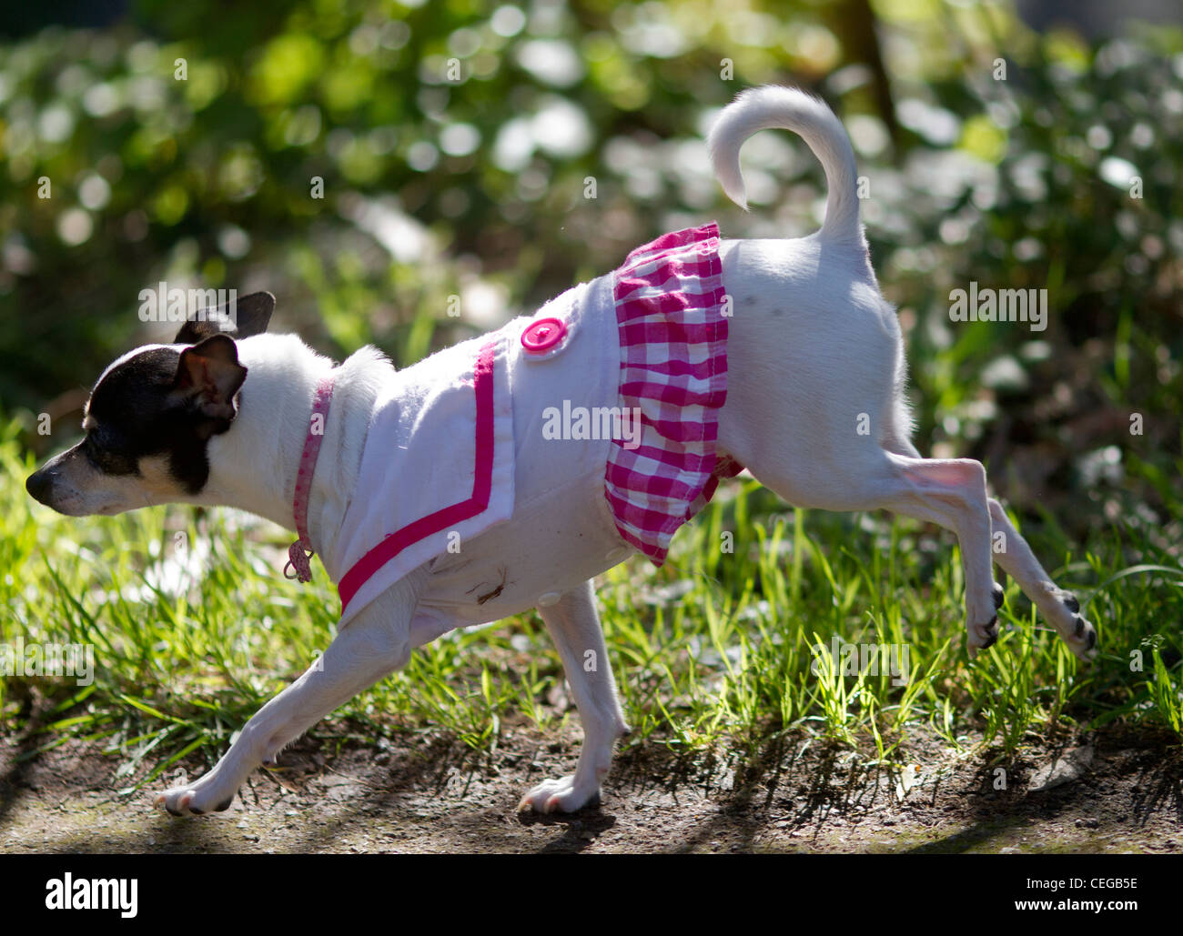 A Short Haired Jack Russell Bitch With Her Back Legs Off The