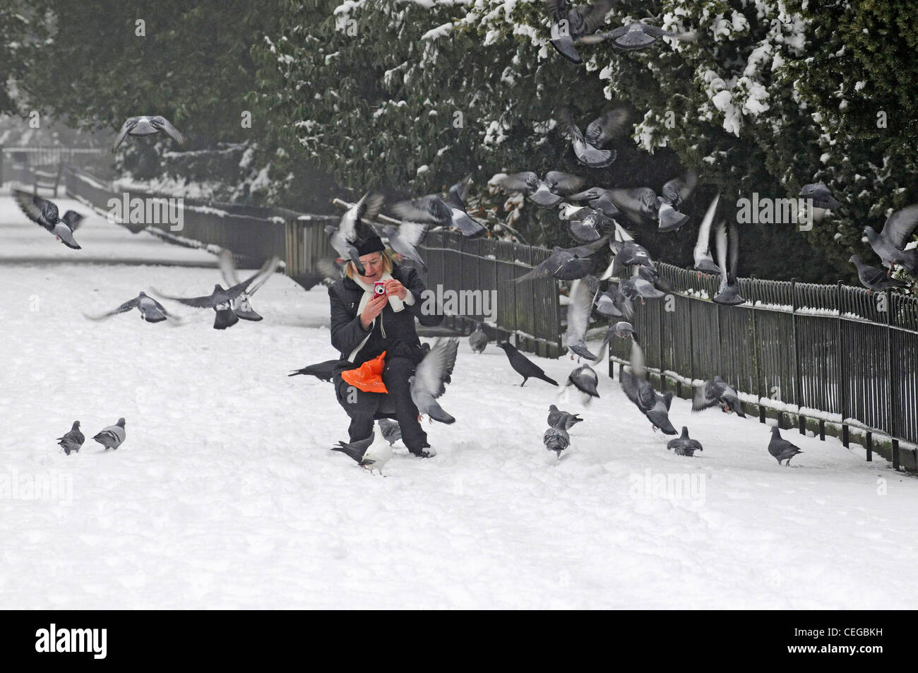 Photographer trying to photograph pigeon's in Kensington Gardens in the snow - Royal Park in London, England, UK Stock Photo