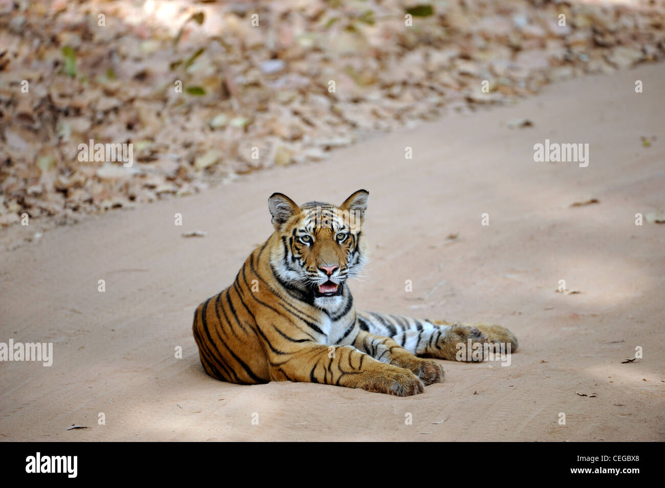 Bengal tiger cub (Panthera tigris) in Bandhavgarh National Park, Madhya Pradesh, India Stock Photo