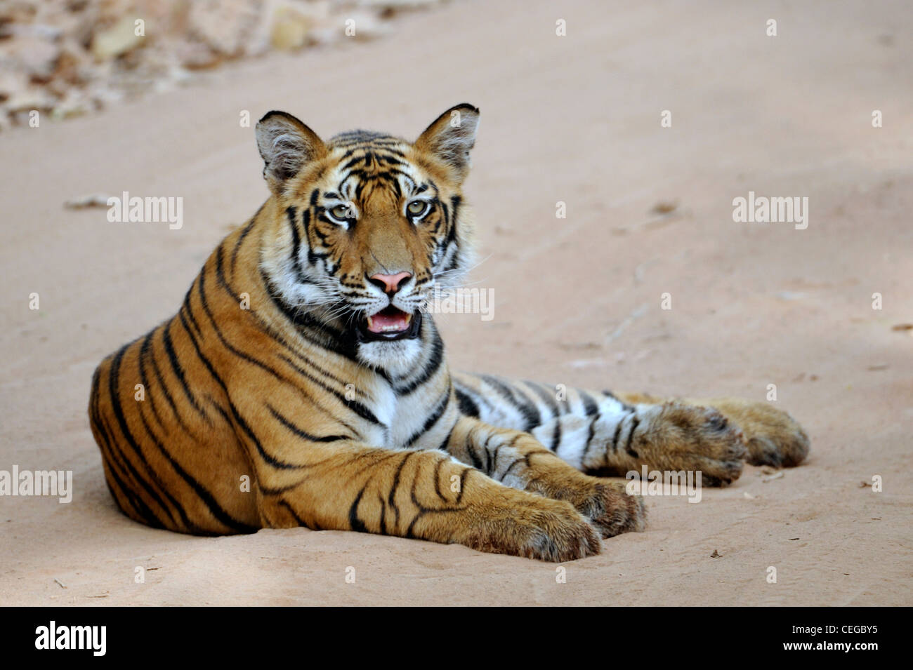 Bengal tiger cub (Panthera tigris) in Bandhavgarh National Park, Madhya Pradesh, India Stock Photo