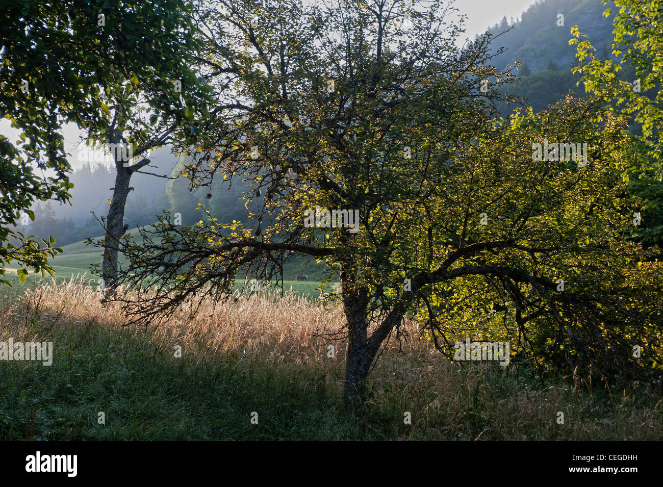 Countryside by Megeve. Haute-Savoie department. Rhône-Alpes region. France Stock Photo