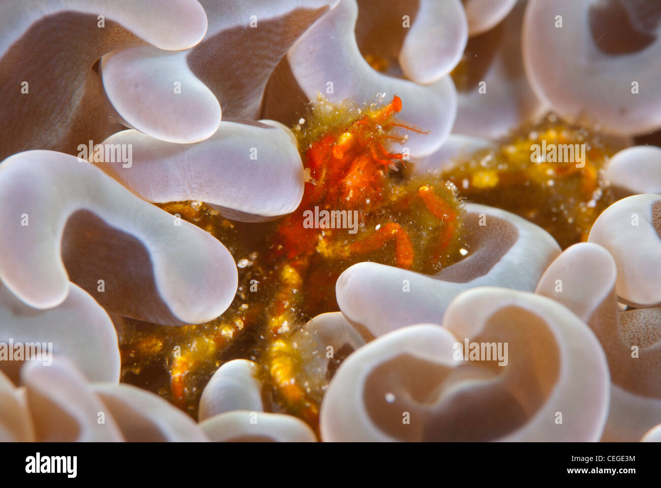 An Orangutan crab (Oncinopus) comfortably sits on an anemone. North Sulawesi Indonesia Stock Photo