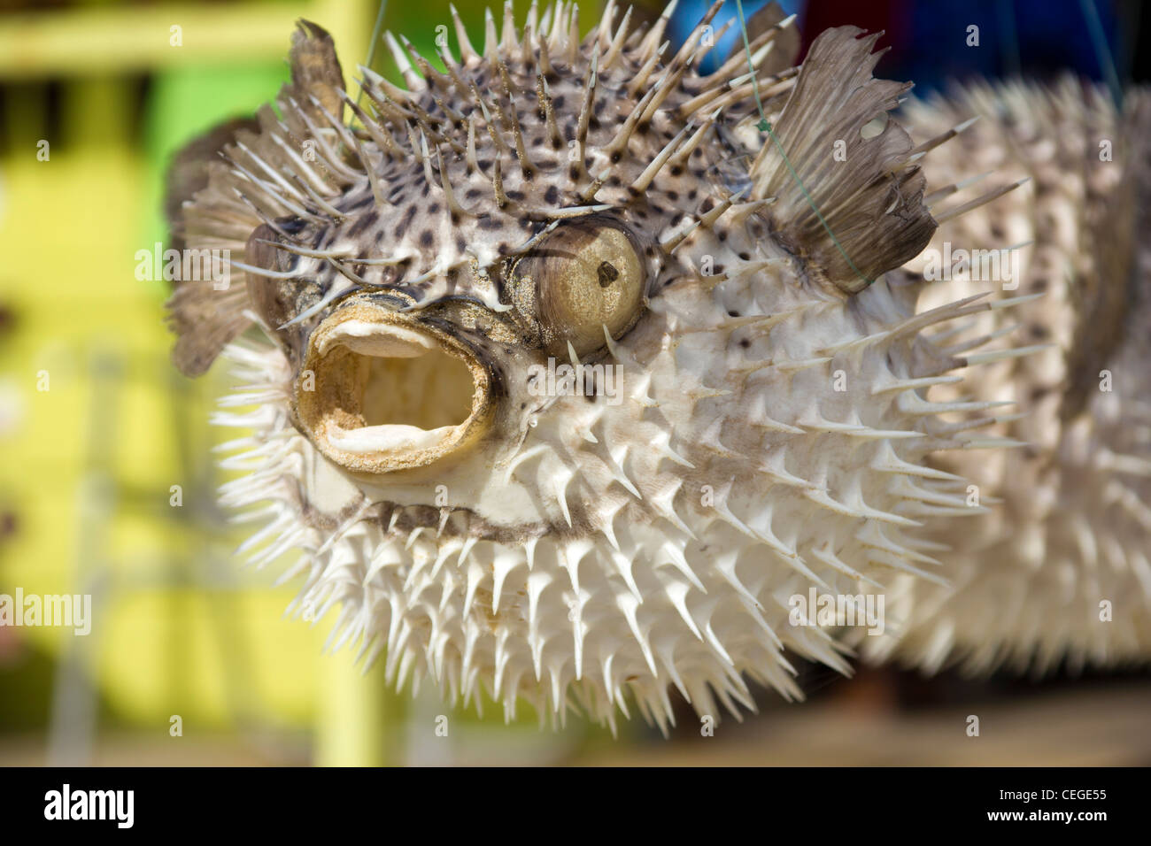 Dried Pufferfish at Barbados Market Stock Photo - Alamy
