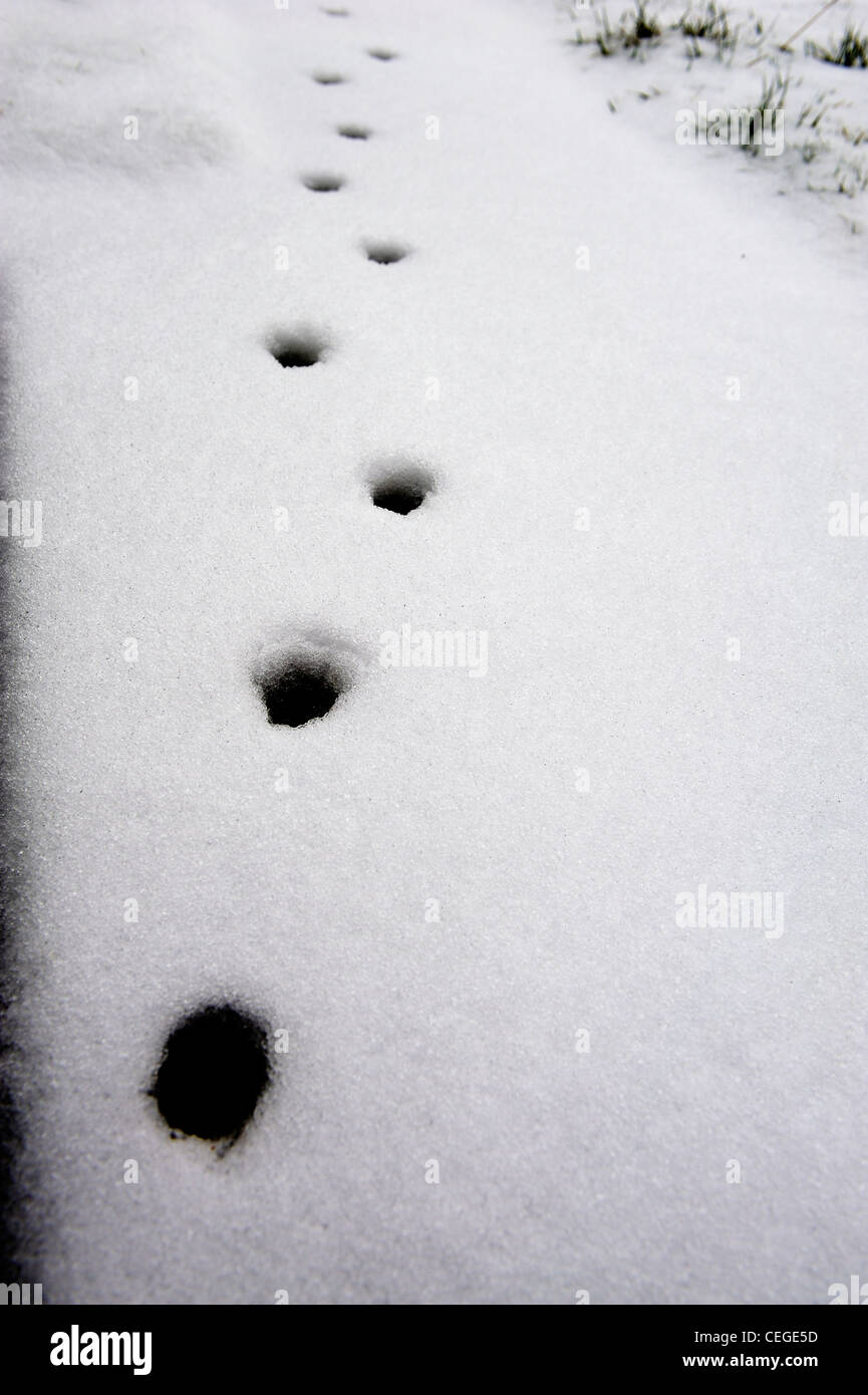 cat tracks in the snow england uk Stock Photo