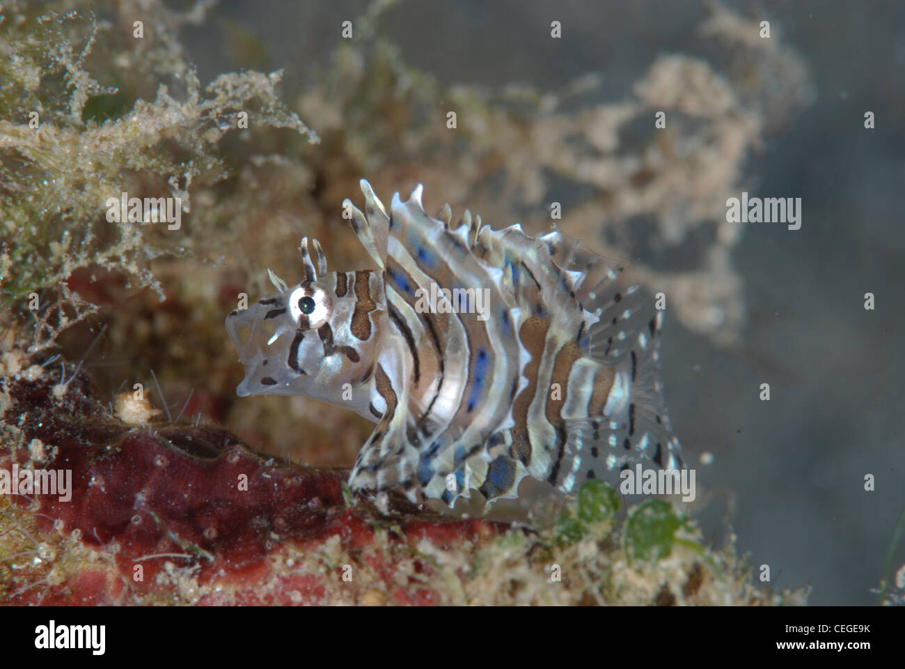 a profile view of a tiny juvenile lionfish (Pterois Volitans) with the mouth wide open while yawning. Indonesia underwater Stock Photo
