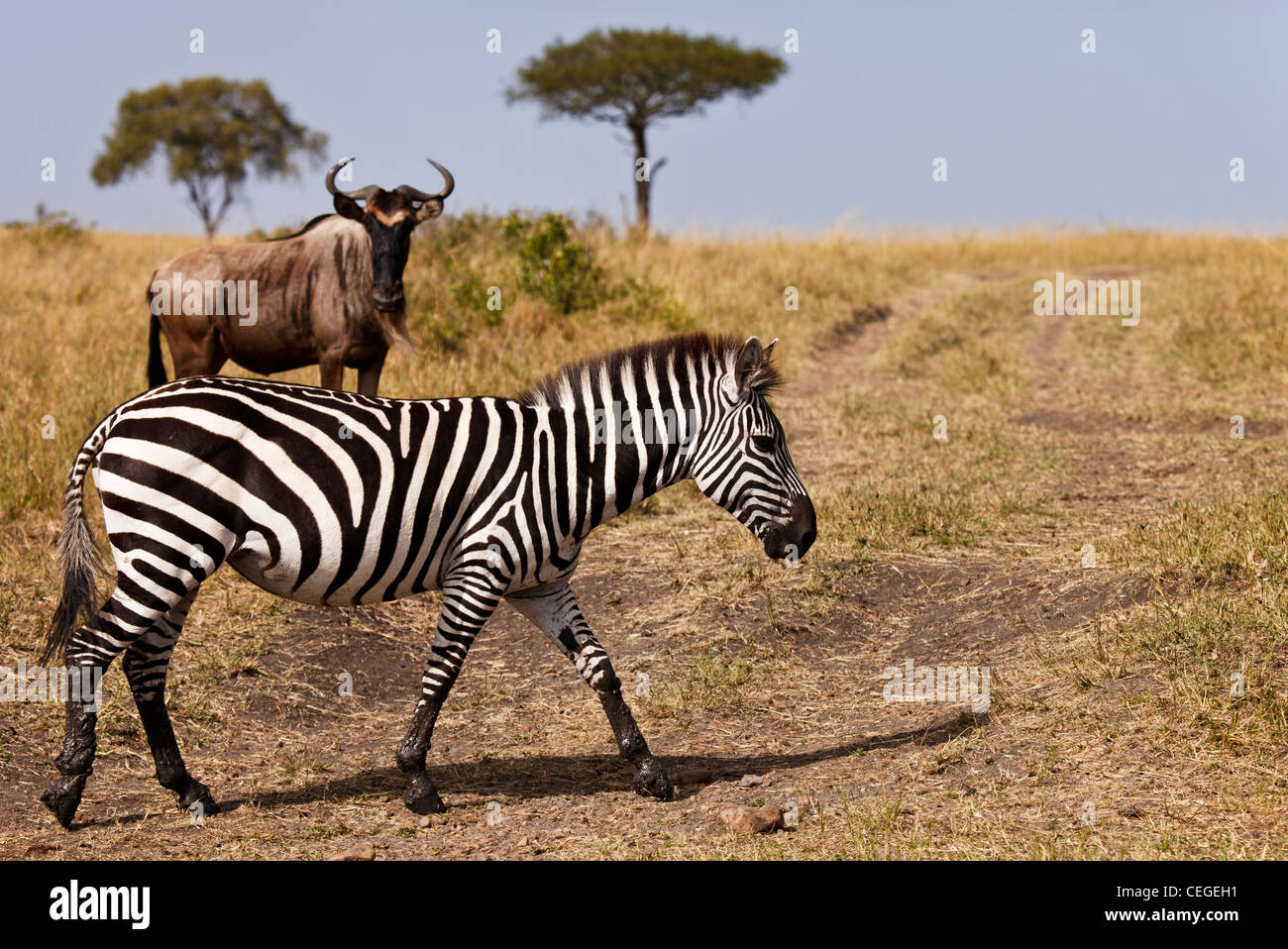 Kenya - Masai Mara - Zebra Stock Photo - Alamy