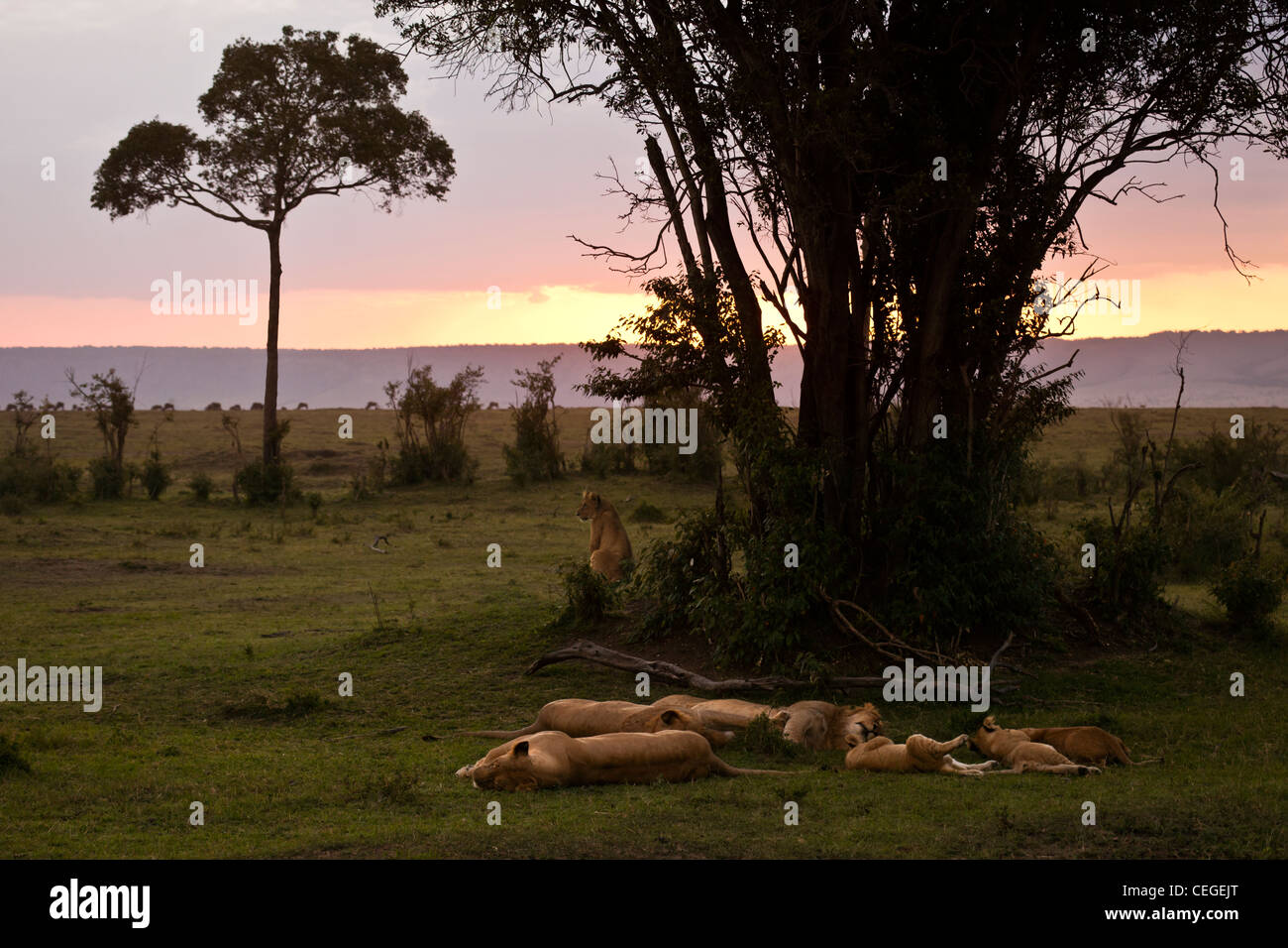 African lion silhouette hi-res stock photography and images - Alamy