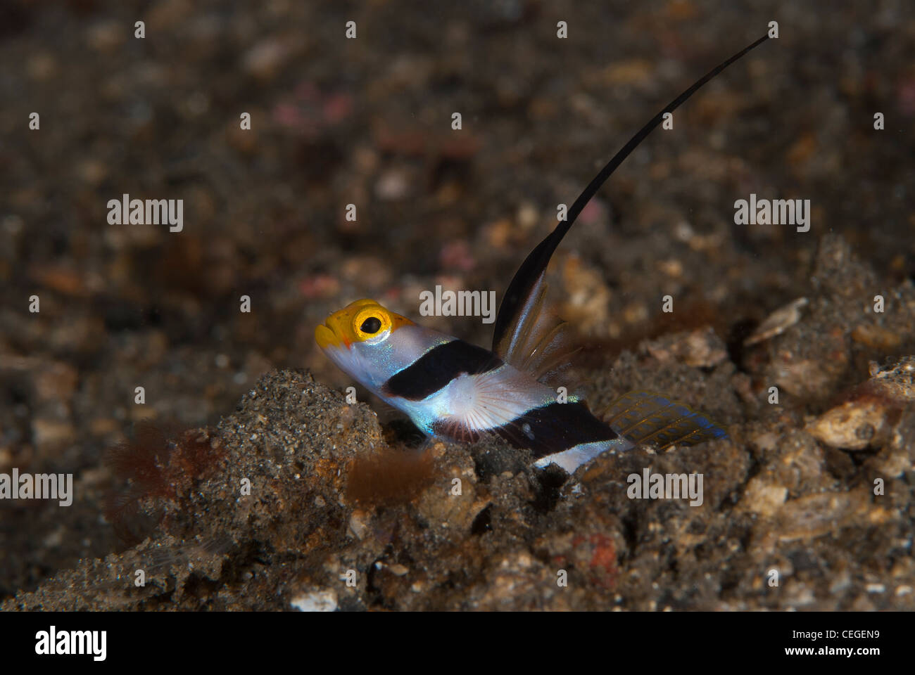 A Black Rayed Shrimp Goby checks the surroundings around its burrow. Taken In Lembeh Strait North Sulawesi Indonesia Stock Photo