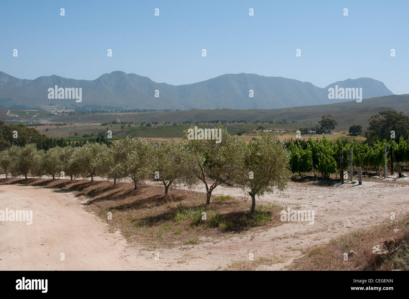 Olive trees and vines in the South African Western Cape countryside