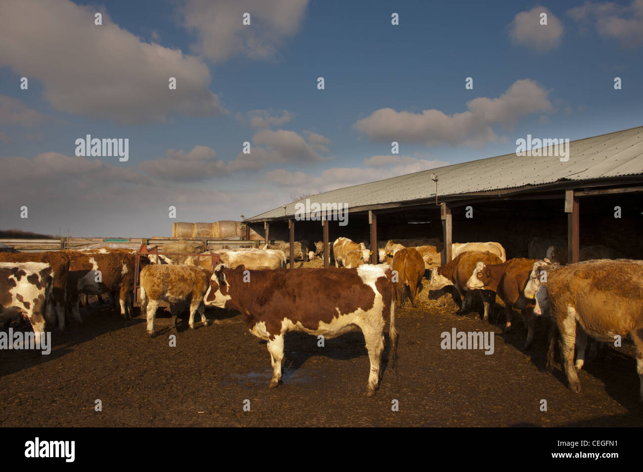 Cattle shelter in yard and sheds Winter Stock Photo Alamy