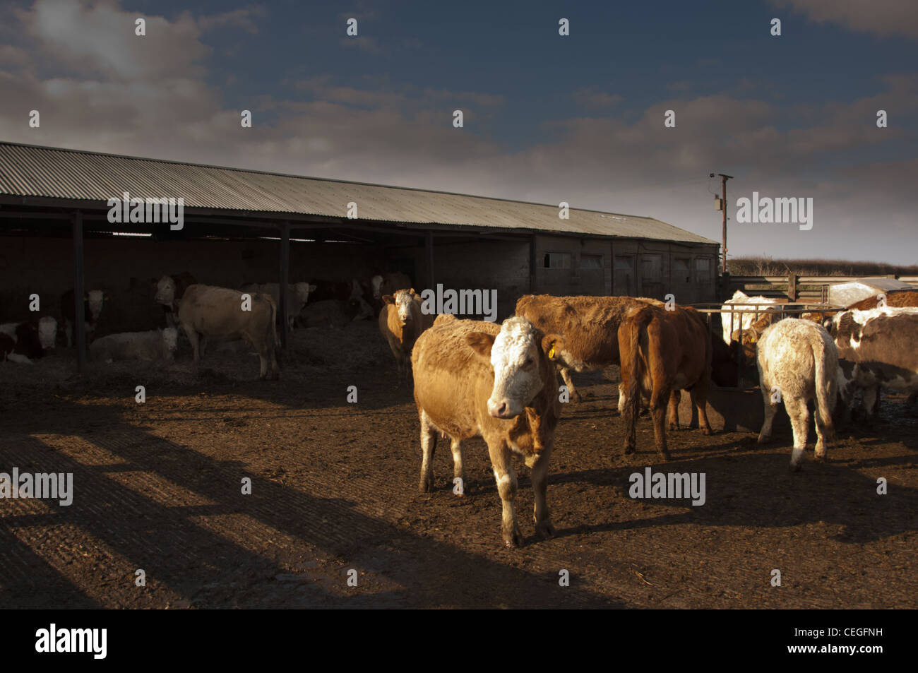 Cattle shelter in yard and sheds Winter Stock Photo