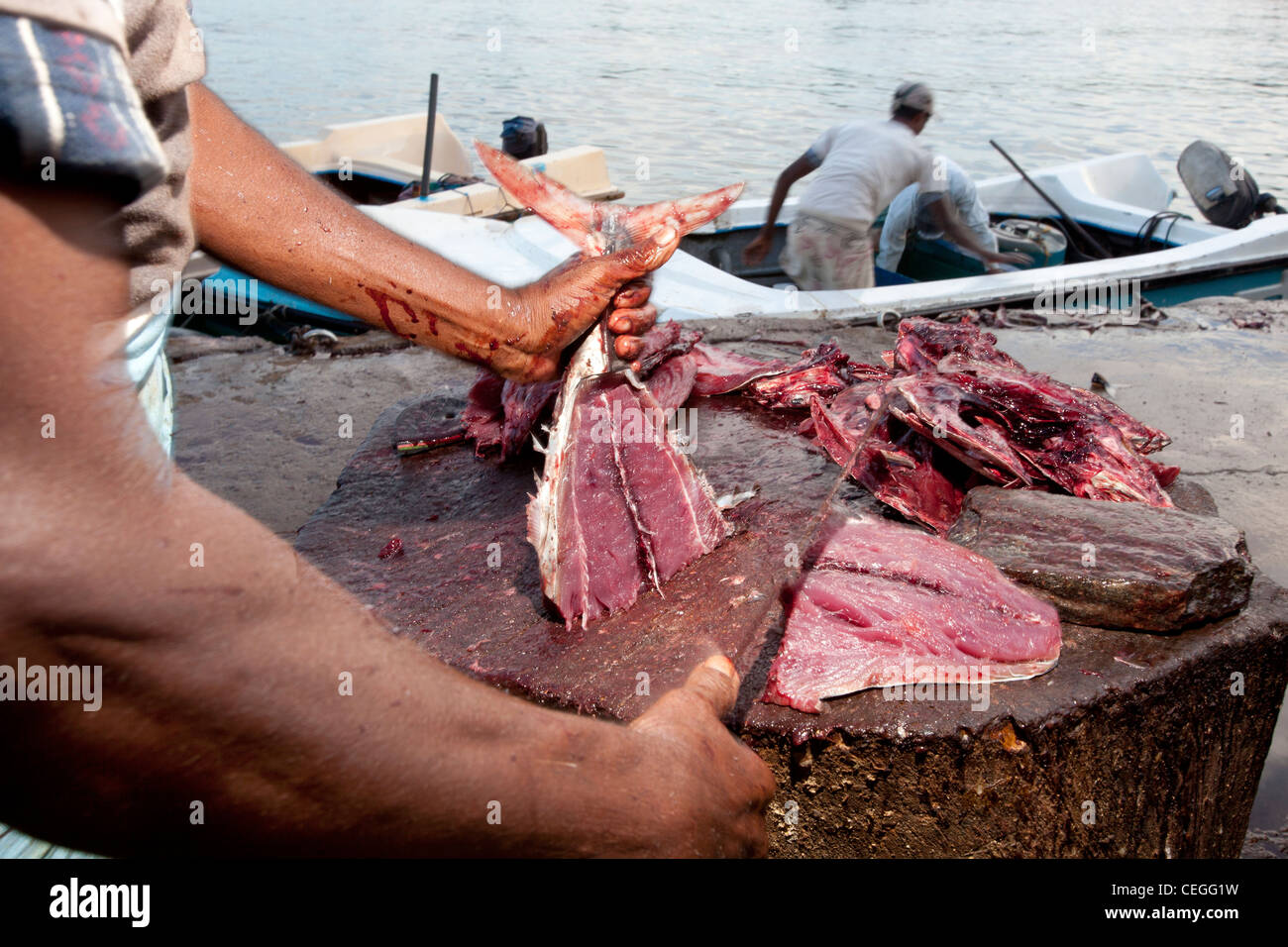 Fisherman preparing tuna fish Negombo Sri Lanka Asia Stock Photo