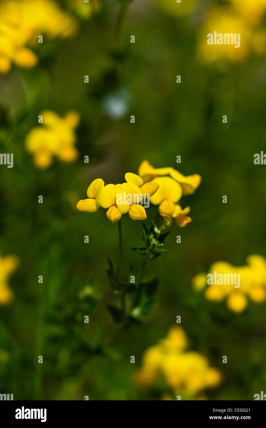 Birdsfoot trefoil Stock Photo