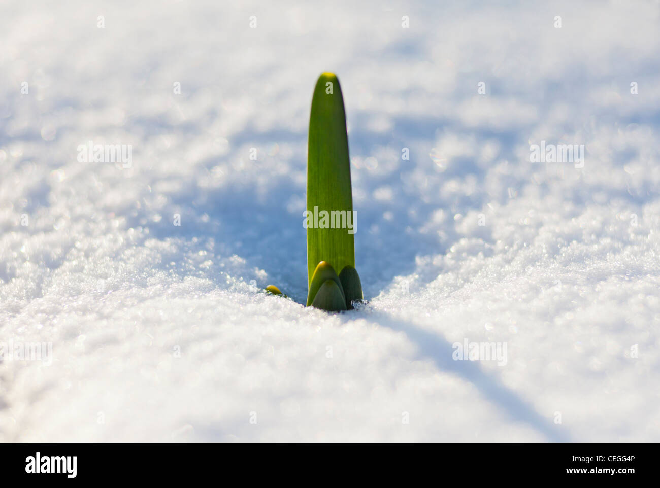 A daffodil stem growing through snow in the UK Stock Photo