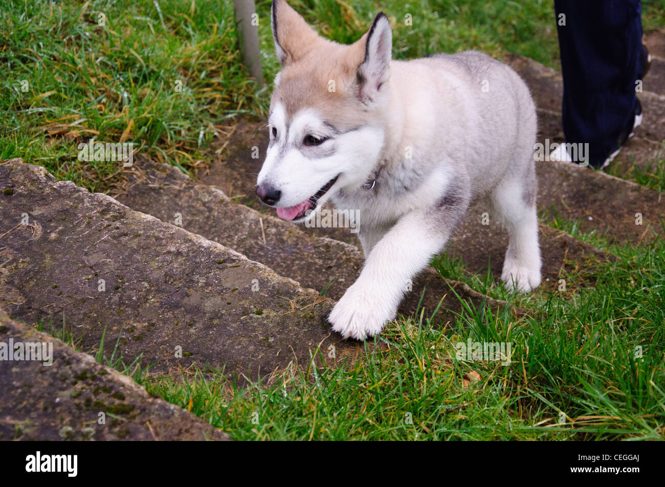 Old malamute 2025