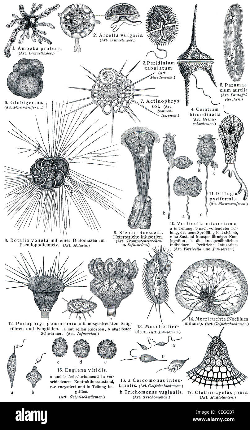 Protozoa (Unicellular eukaryotic organisms). Stock Photo