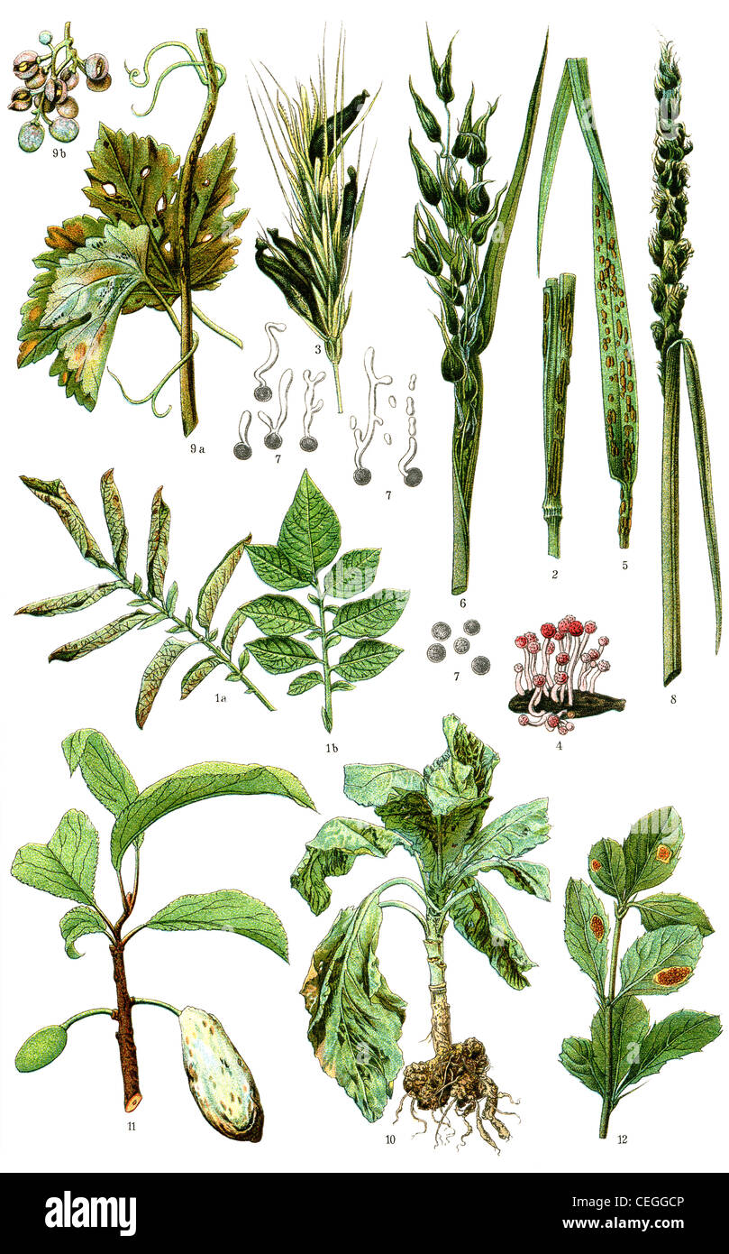 Diseases of plants. Publication of the book 'Meyers Konversations-Lexikon', Volume 7, Leipzig, Germany, 1910 Stock Photo