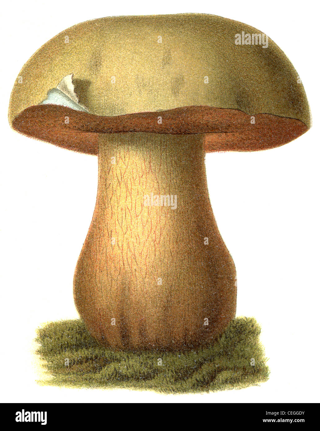 Poisonous mushroom Boletus satanas. Publication of the book 'Meyers Konversations-Lexikon', Volume 7, Leipzig, Germany, 1910 Stock Photo