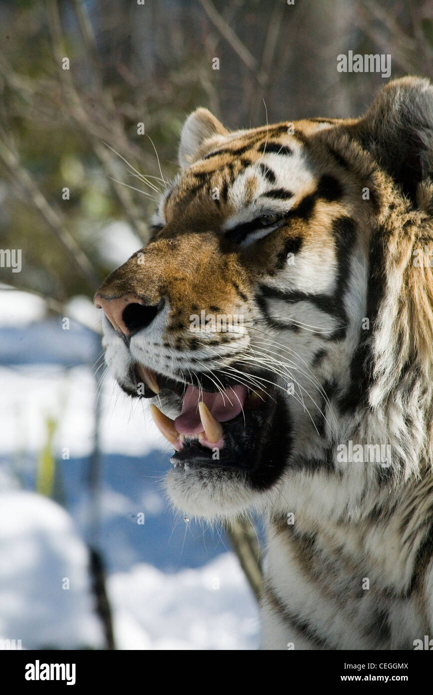 The Siberian tiger in the snow Stock Photo