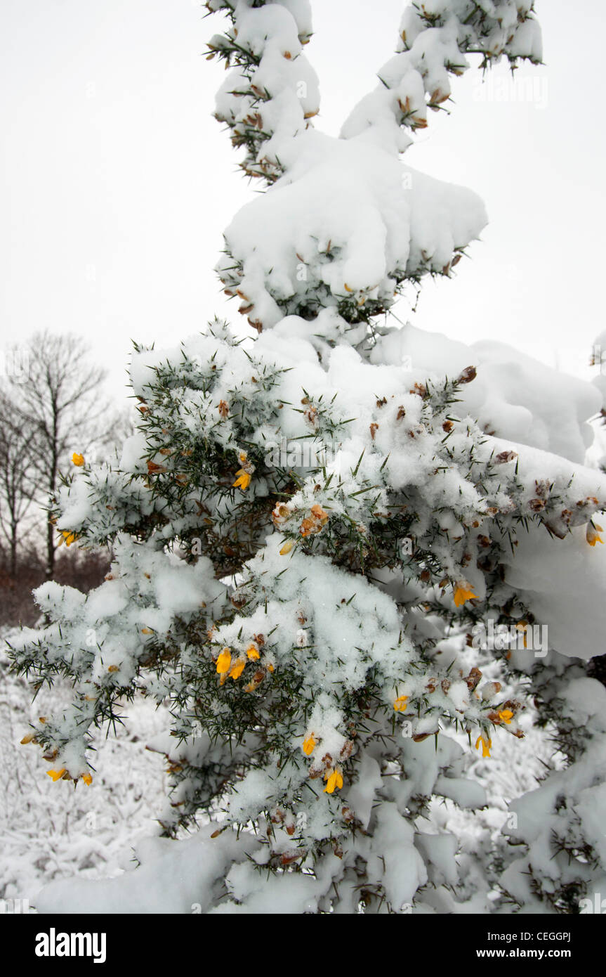 Yellow flowers and buds on Snow bush in Blean woods kent england uk