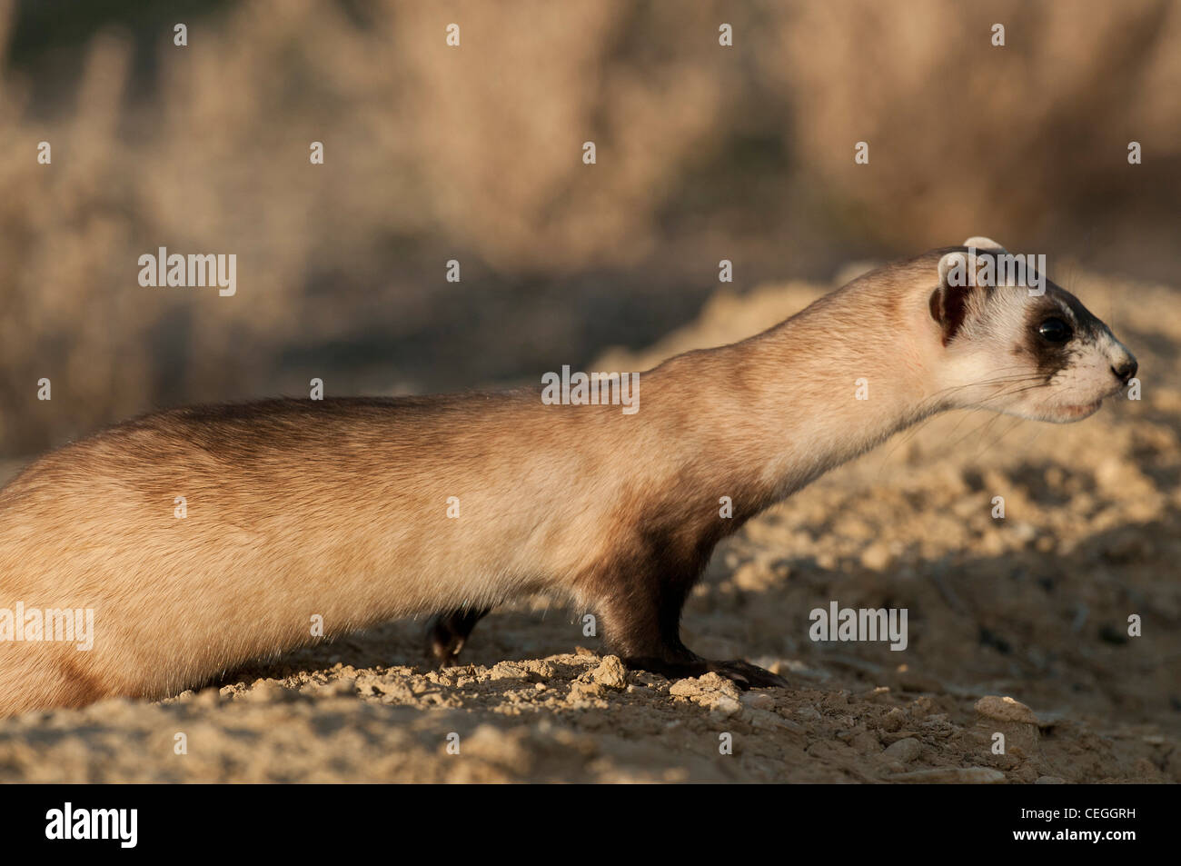 Stock photo of a wild black-footed ferret at his burrow. Stock Photo