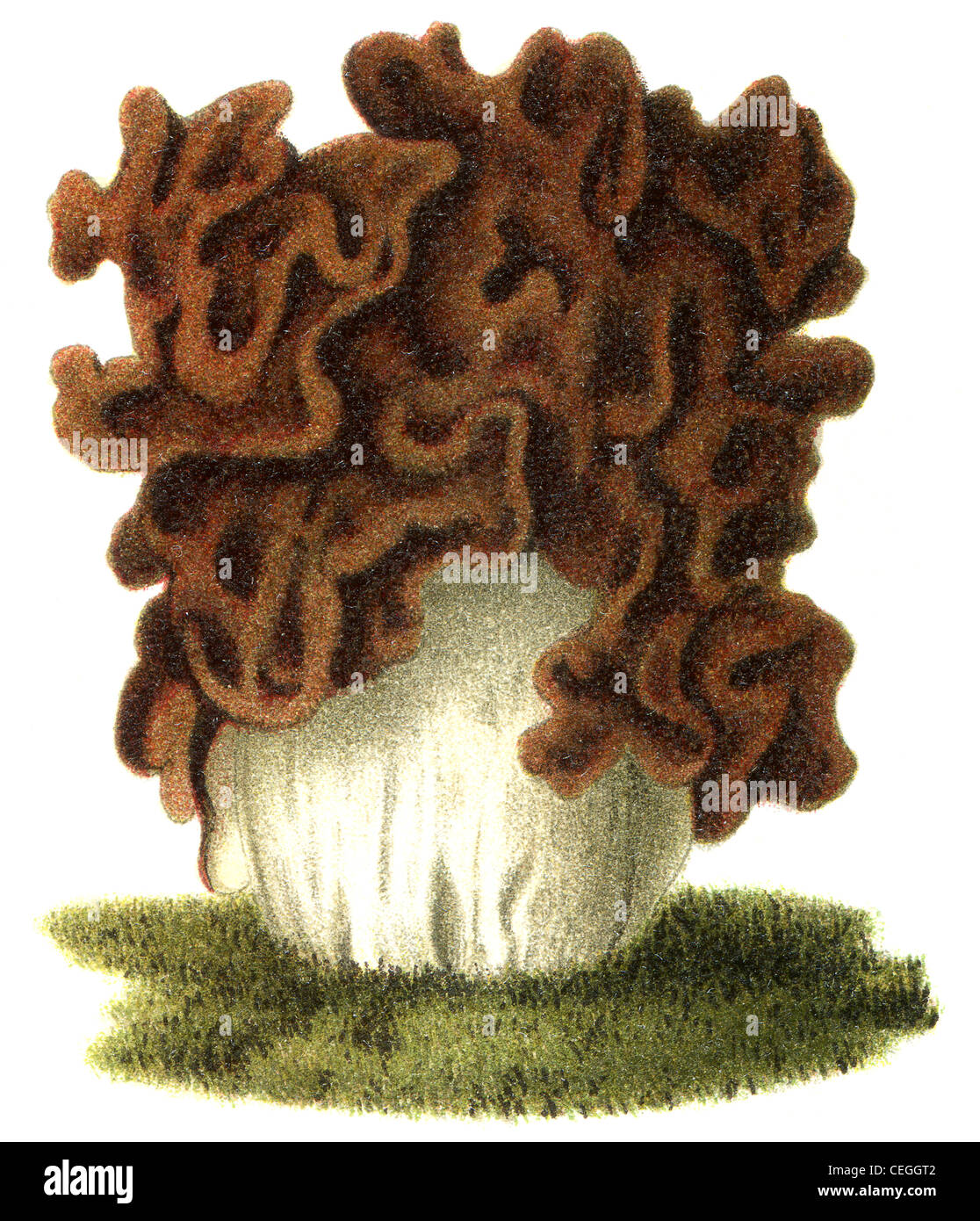 Edible fungus Gyromitra esculenta. Publication of the book 'Meyers Konversations-Lexikon', Volume 7, Leipzig, Germany, 1910 Stock Photo