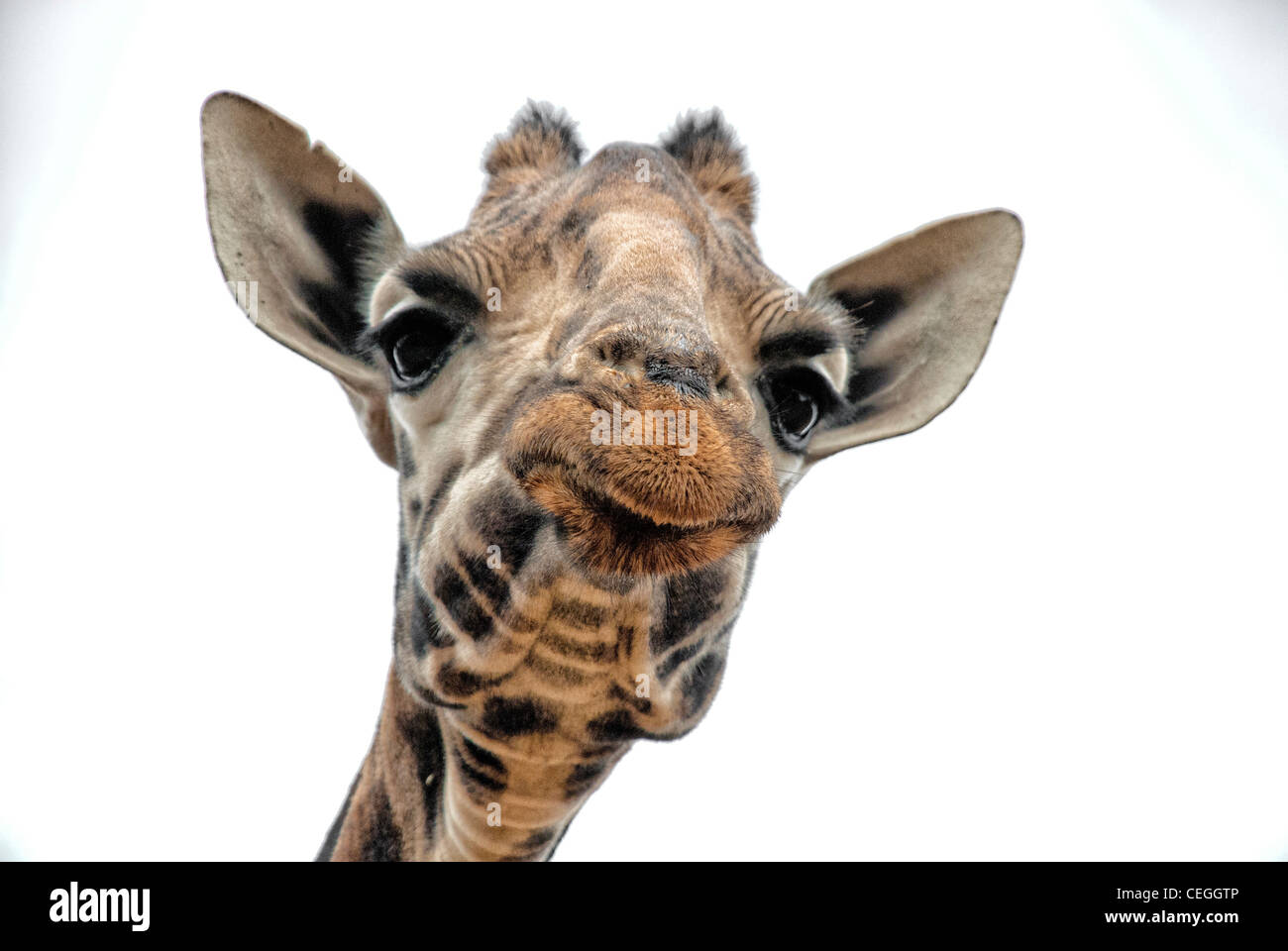 Rothschild Giraffe, Kenya, Africa Stock Photo