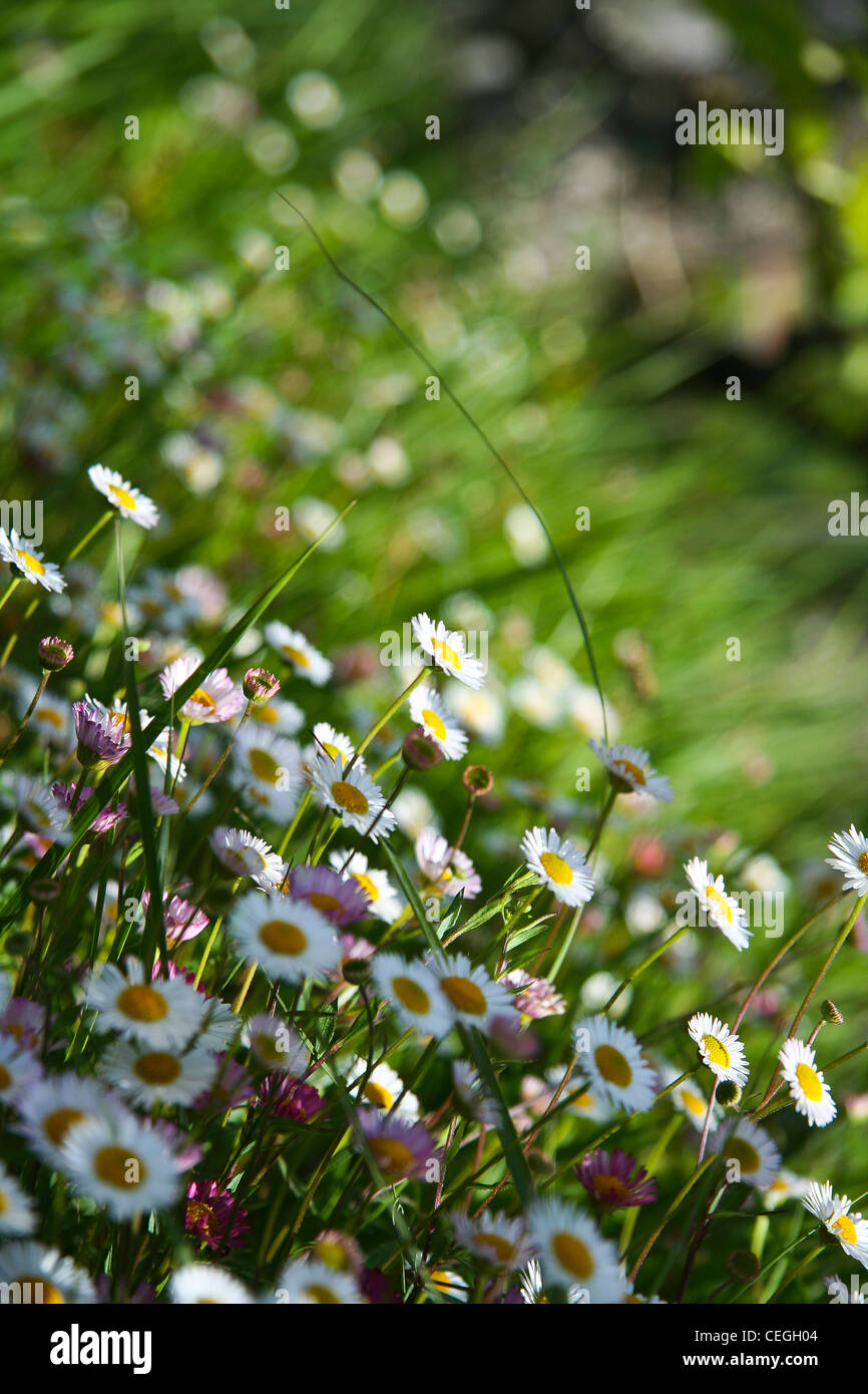 Field of daisies Stock Photo Alamy