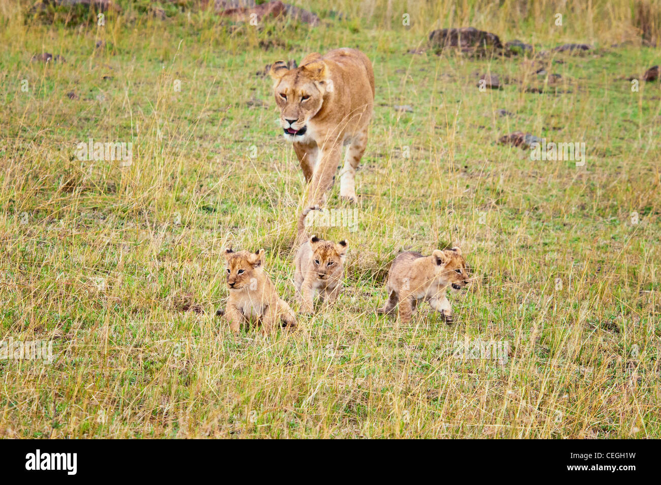 African Lioness walking with three Cubs, Panthera leo, Masai Mara ...