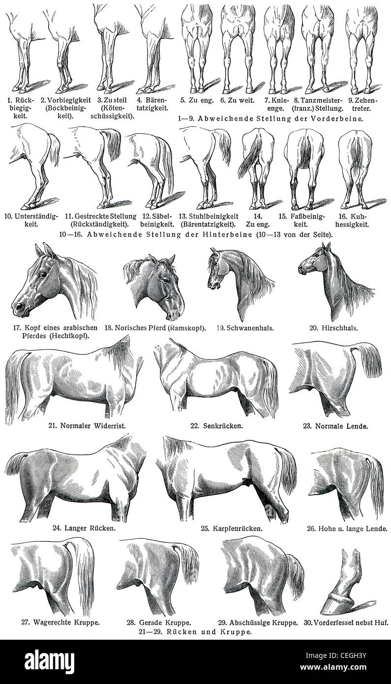 The external shape of horses. Publication of the book 'Meyers Konversations-Lexikon', Volume 7, Leipzig, Germany, 1910 Stock Photo