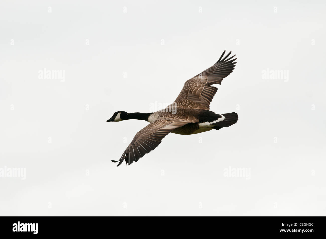 Canada goose flying hi res stock photography and images Alamy