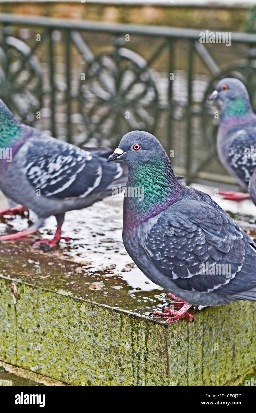Pigeons with red feet hires stock photography and images Alamy