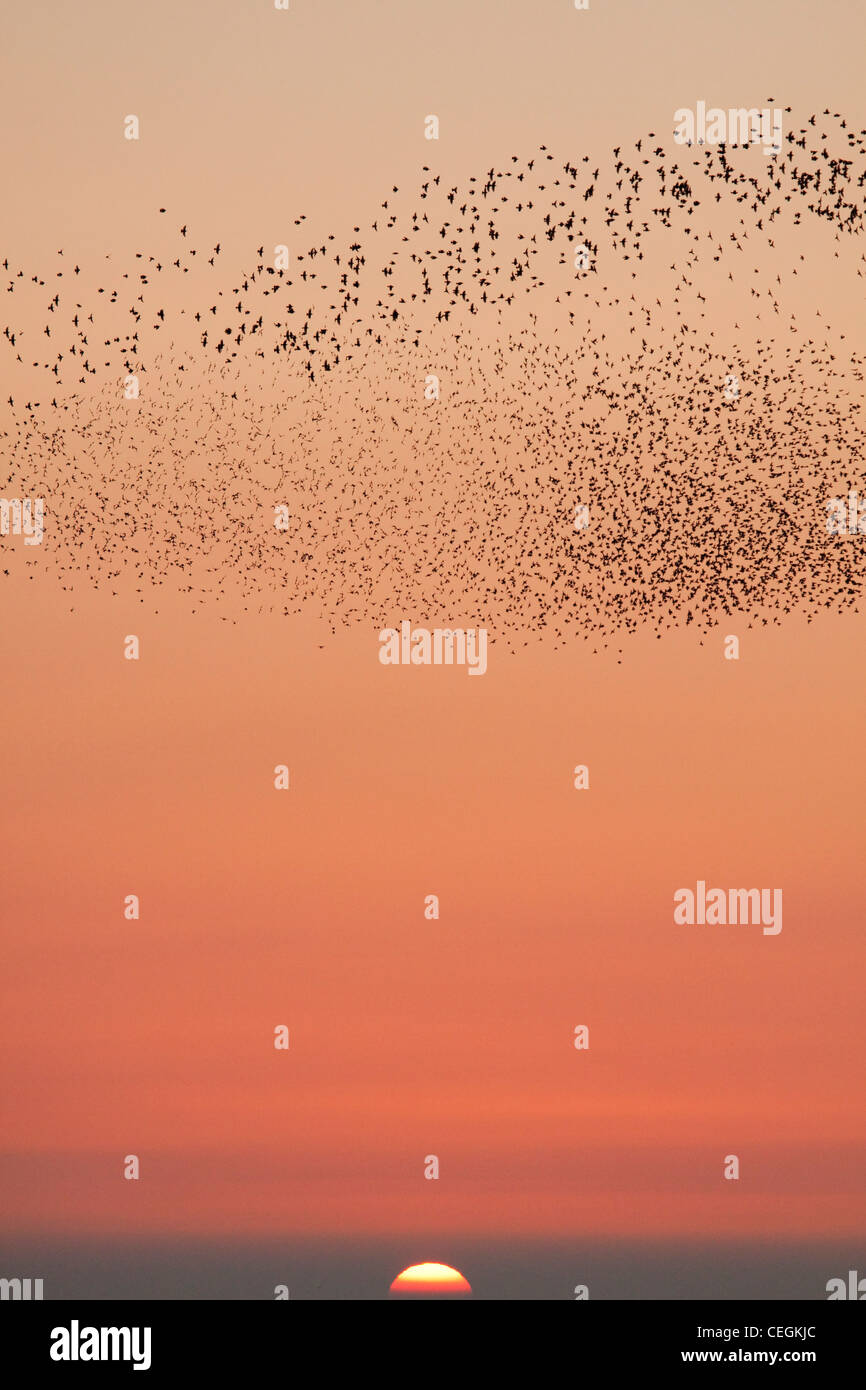 Starlings flocking at Sunset Stock Photo