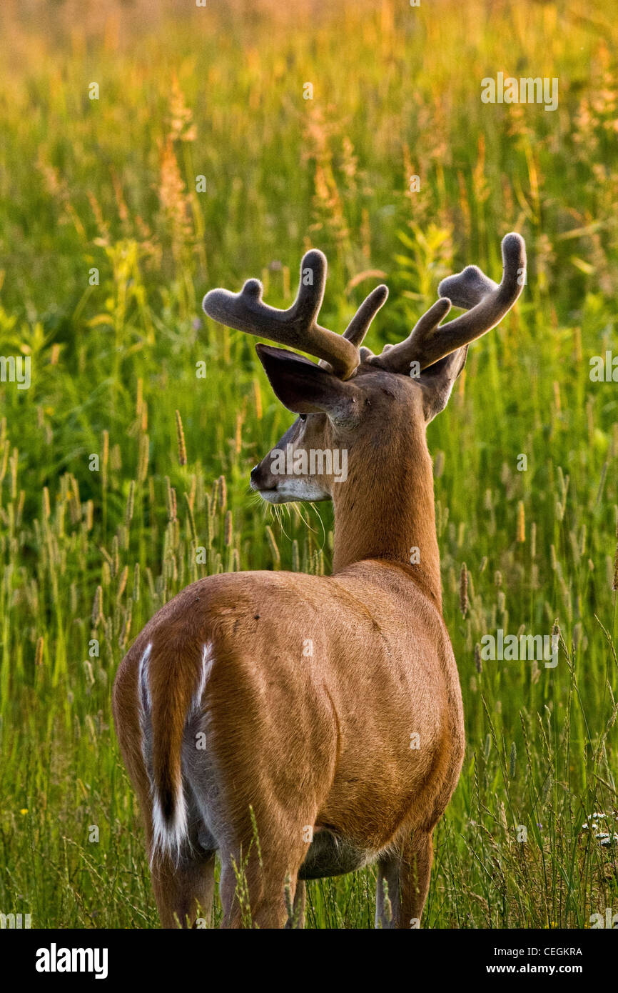Whitetailed buck in velvet Stock Photo Alamy