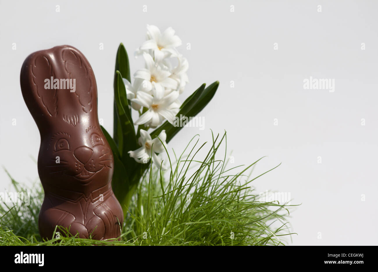 Happy Easter chocolate Bunny unwrapped one sweets sweet with Spring front view nobody closeup close up on white background  hi-res Stock Photo