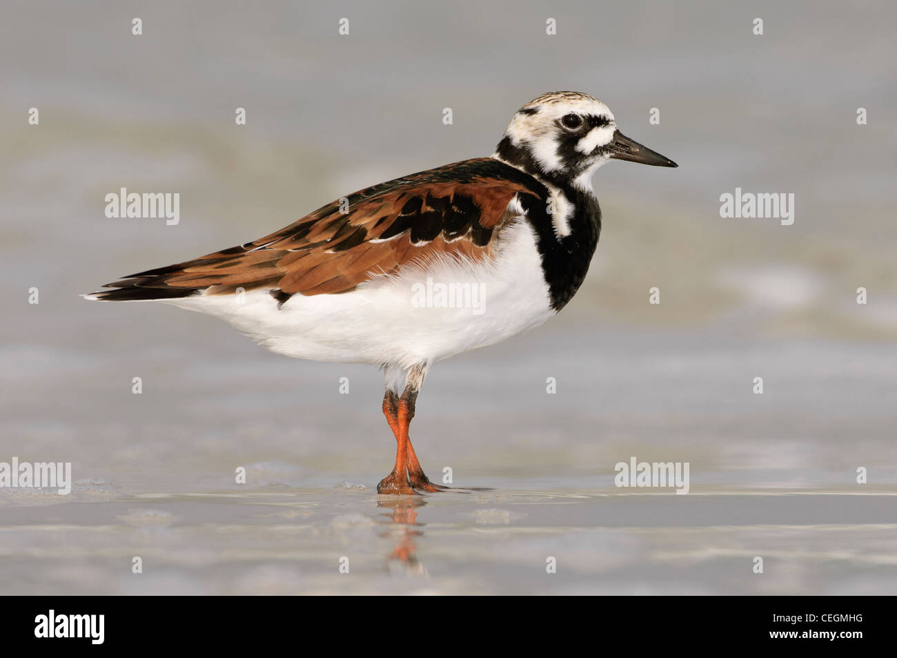 Ruddy Turnstone (breeding plumage) on beach at Fort DeSoto Park, Tierra Verde, Florida Stock Photo