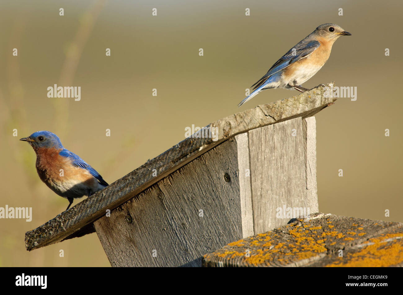 Peterson park hires stock photography and images Alamy