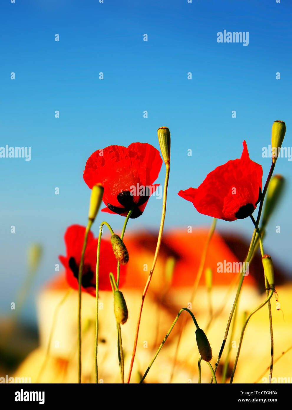 Red poppy flowers meadow over blue clear sky background Stock Photo - Alamy