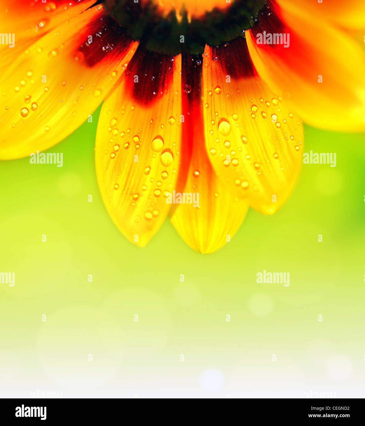 Abstract beautiful flower colorful floral hires stock photography and