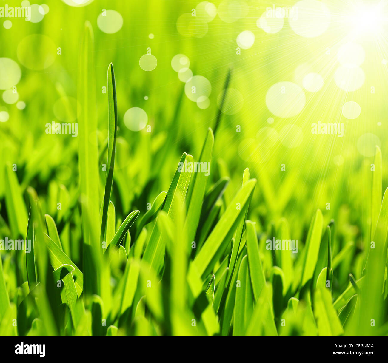 Fresh green grass abstract background, bright field with sunny bokeh, beutiful nature at spring Stock Photo