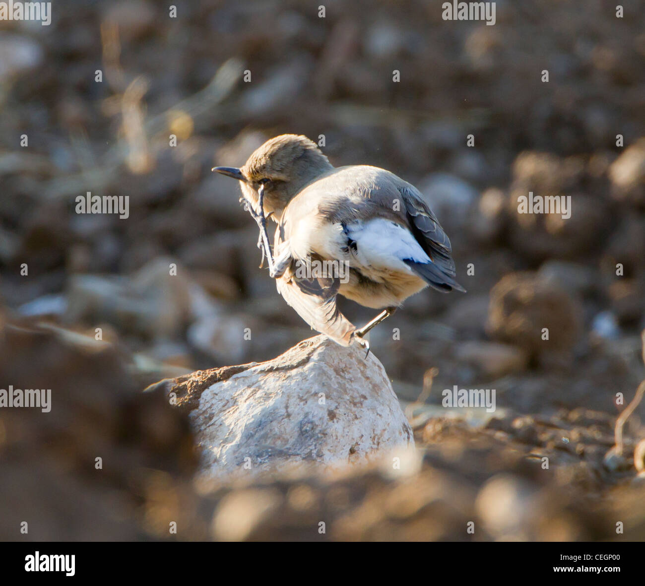 Northern Wheatear Female Oenanthe oenanthe preening scratching and wing ...