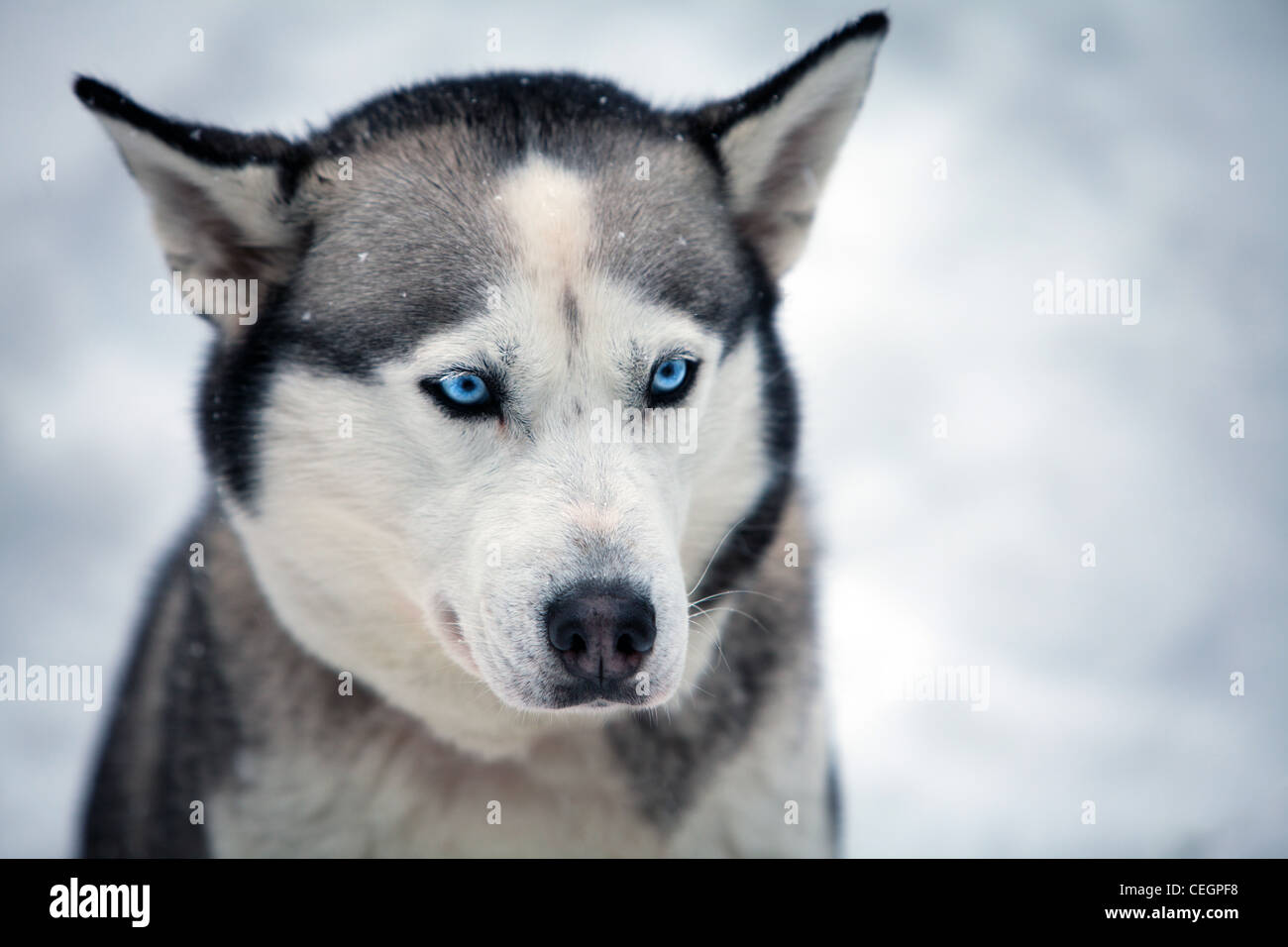 Dog sledding, Whistler, Canada Stock Photo Alamy