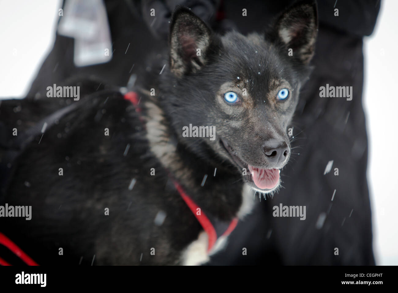 Dog sledding, Whistler, Canada Stock Photo Alamy