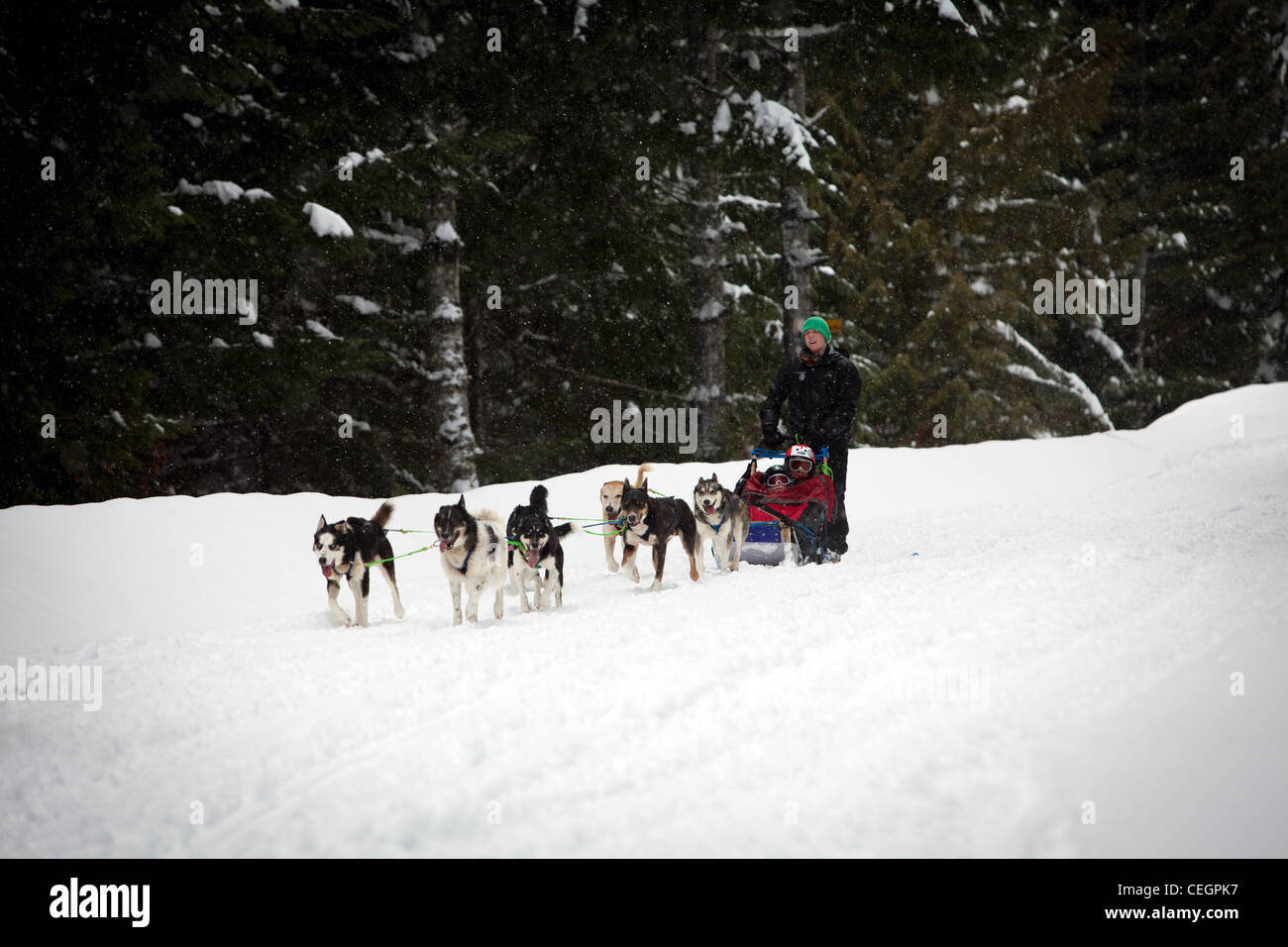 Dog sledding, Whistler, Canada Stock Photo Alamy