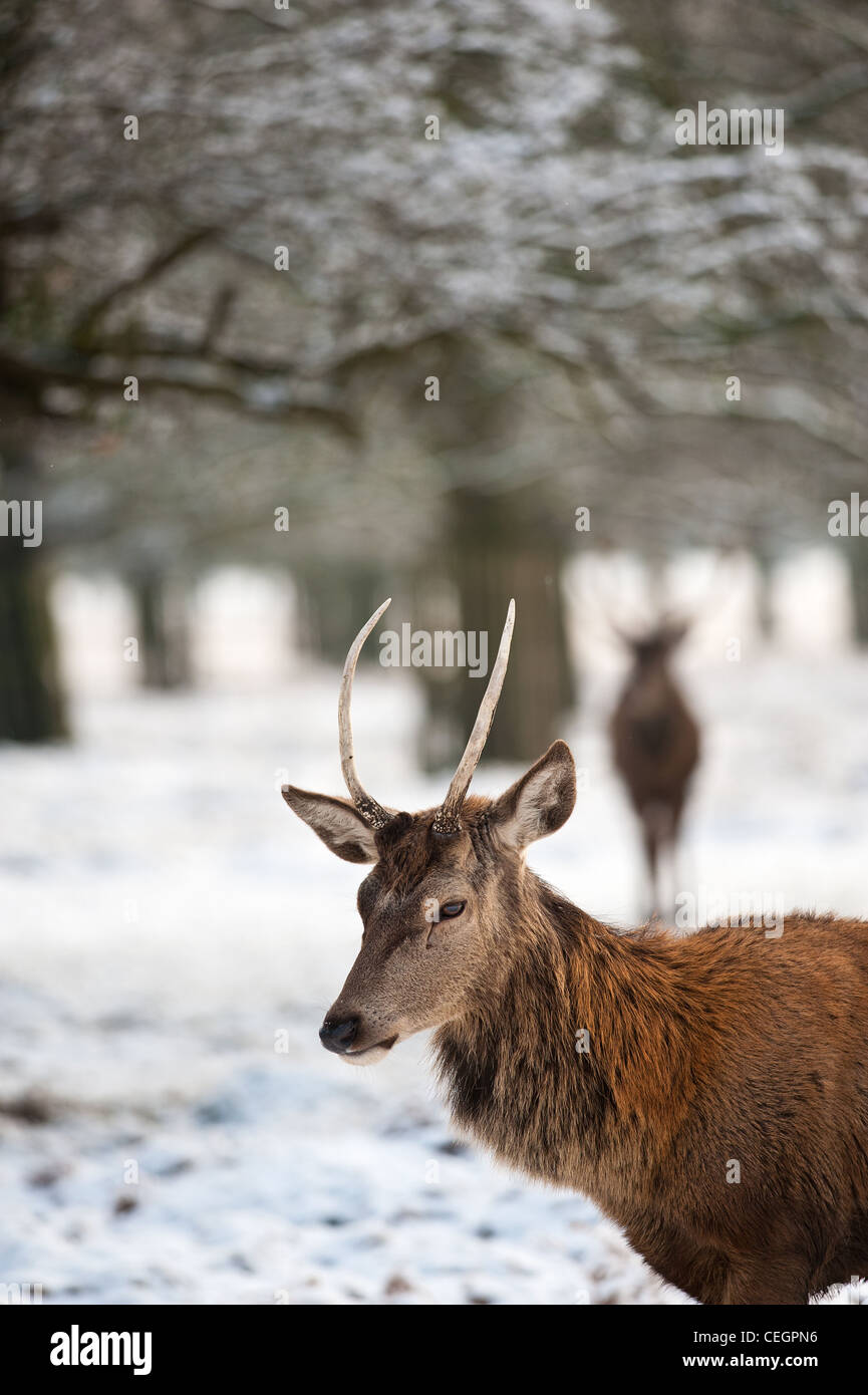 A young male Red Deer Cervus elaphus in Bushy Park in London. Stock Photo