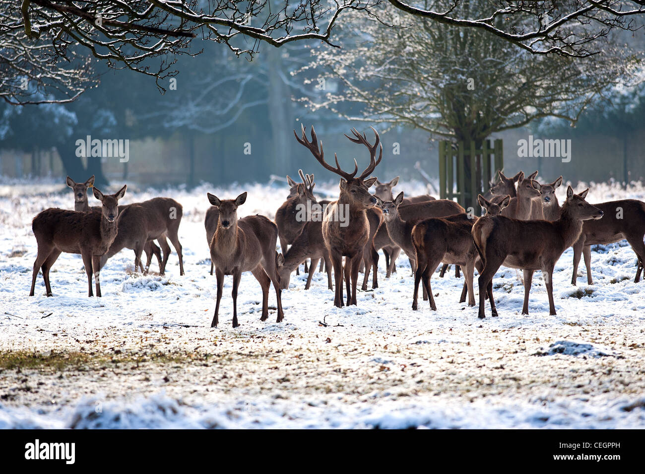 A herd of Red Deer in Bushy Park in London. Stock Photo