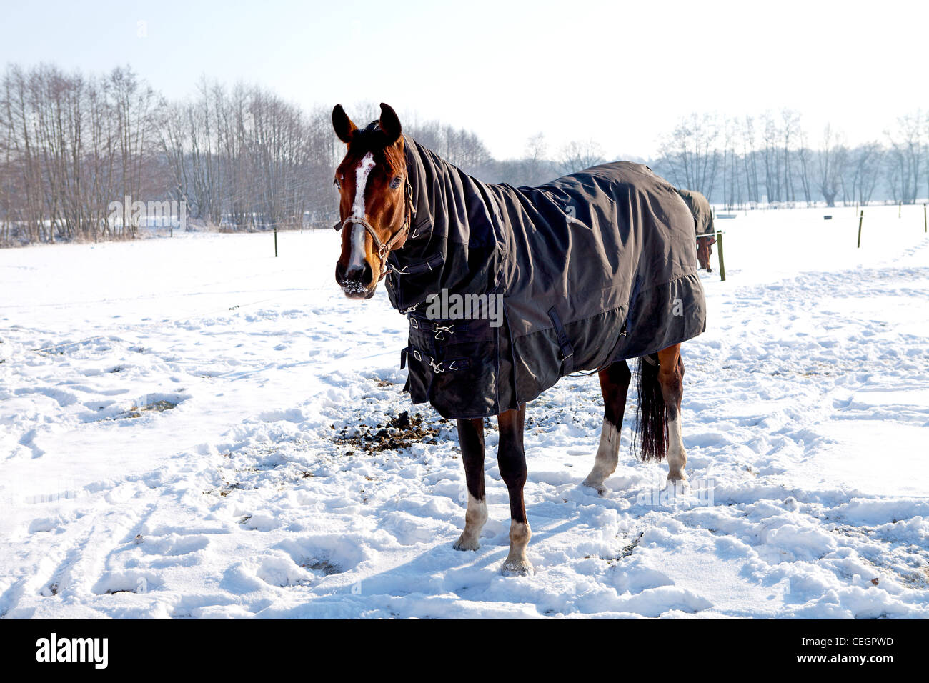 Horse standing in snow hi-res stock photography and images - Alamy